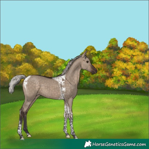 Horse Color:Silver Brown Dun Tobiano 