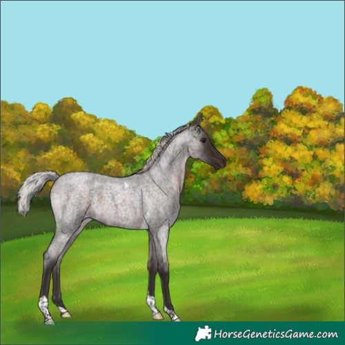 Horse Color:Silver Brown Roan Tobiano 