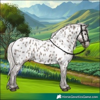 Horse Color:Silver Grullo Near Leopard 