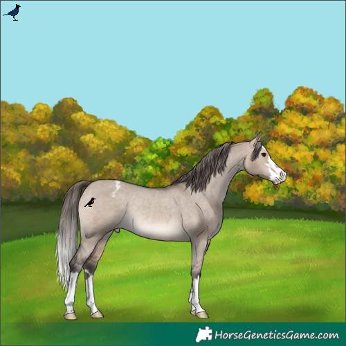 Horse Color:Brown Dun Appaloosa Rabicano 