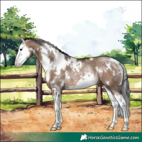 Horse Color:White Spotted Brown Dun Splash Rabicano