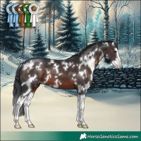 Horse Color:White Spotted Brown Splash 