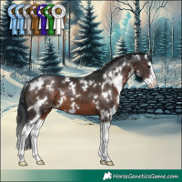Horse Color:White Spotted Brown Splash 