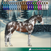 Horse Color:White Spotted Brown Splash