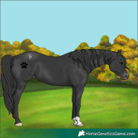 Horse Color:Black Appaloosa 