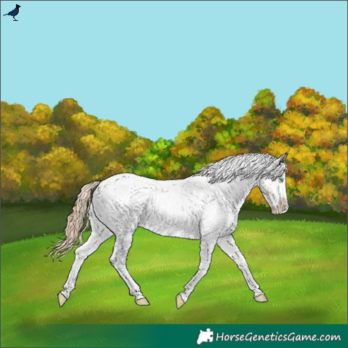 Horse Color:White Spotted Sable Cream Champagne Pearl Appaloosa Rabicano