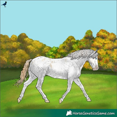Horse Color:White Spotted Amber Cream Champagne Dun Appaloosa Rabicano 