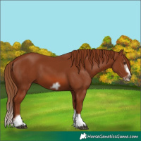 Horse Color:Chestnut Splash Frame