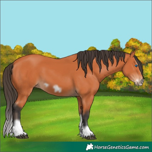 Horse Color:Bay Splash Frame
