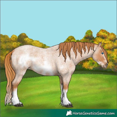 Horse Color:Red Roan Splash Frame
