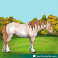 Horse Color:Red Roan Splash Frame 