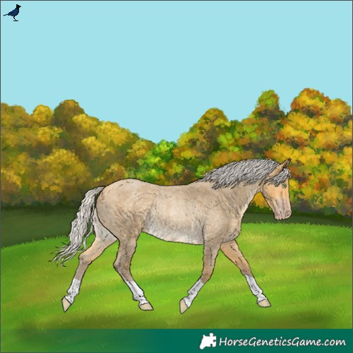 Horse Color:Silver Amber Cream Champagne Roan Rabicano 