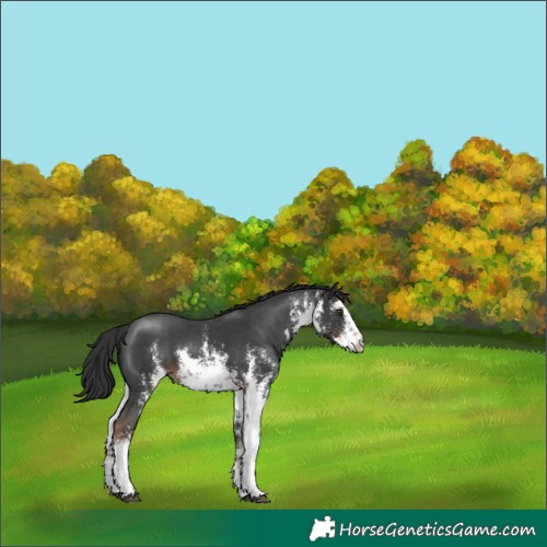 Horse Color:White Spotted Liver Chestnut Sabino