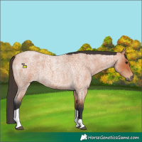 Horse Color:Bay Roan Tobiano