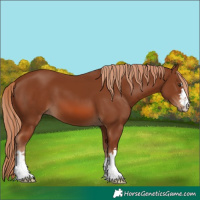 Horse Color:Chestnut 