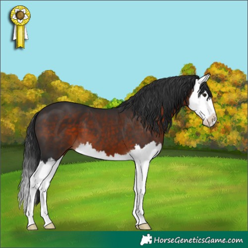 Horse Color:Brown Splash 