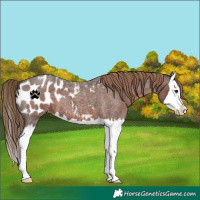 Horse Color:Liver Red Roan Splash Near Leopard