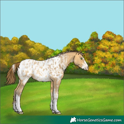 Horse Color:Amber Cream Champagne Sabino Tobiano Appaloosa  and Amber Cream Champagne Sabino Tobiano Appaloosa 