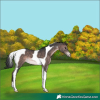 Horse Color:Platinum Brown Tobiano Varnish