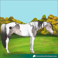Horse Color:Platinum Buckskin Tobiano