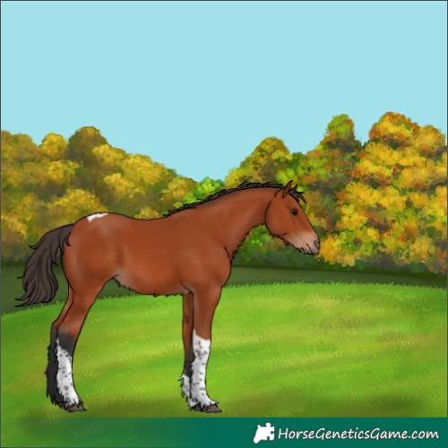 Horse Color:Bay Tobiano Rabicano 