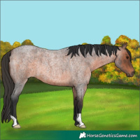Horse Color:Brown Roan