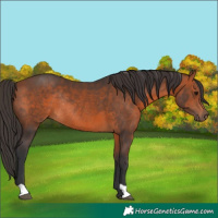Horse Color:Bay Rabicano