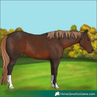 Horse Color:Liver Chestnut 