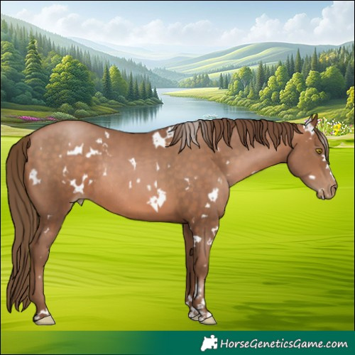 Horse Color:White Spotted Brown Pearl Rabicano 