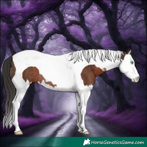 Horse Color:Liver Chestnut Splash Tobiano Rabicano 