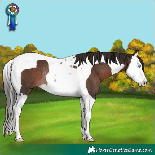 Horse Color:Liver Chestnut Splash Tobiano Rabicano 