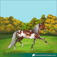 Horse Color:White Spotted Silver Brown Rabicano 