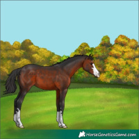 Horse Color:Brown 
