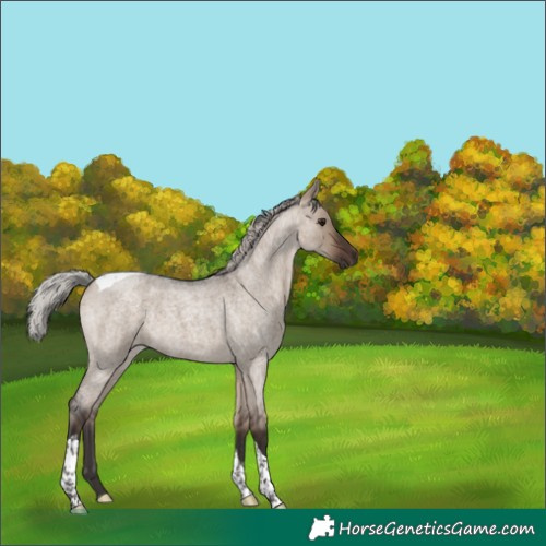 Horse Color:Silver Brown Roan Dun Tobiano 