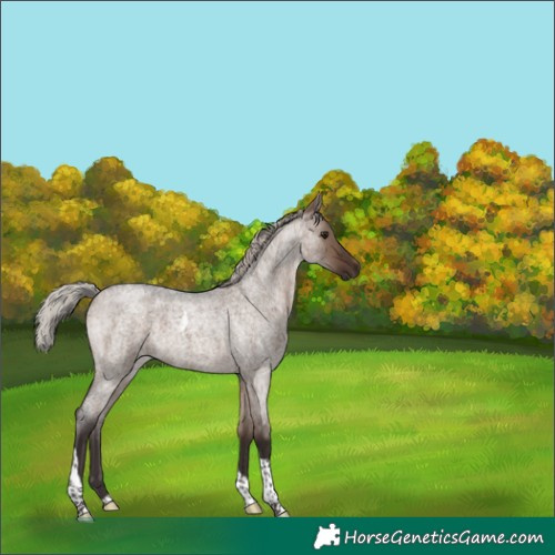 Horse Color:Silver Brown Roan Dun Tobiano 