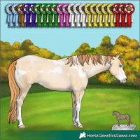 Horse Color:White Spotted Buckskin Pearl Dun Sabino 