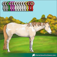 Horse Color:White Spotted Buckskin Pearl Dun Sabino 