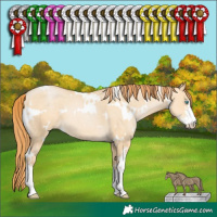 Horse Color:White Spotted Buckskin Pearl Dun Sabino 