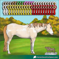 Horse Color:White Spotted Buckskin Pearl Dun Sabino