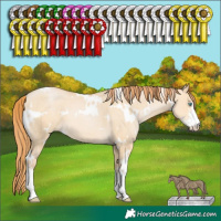 Horse Color:White Spotted Buckskin Pearl Dun Sabino 