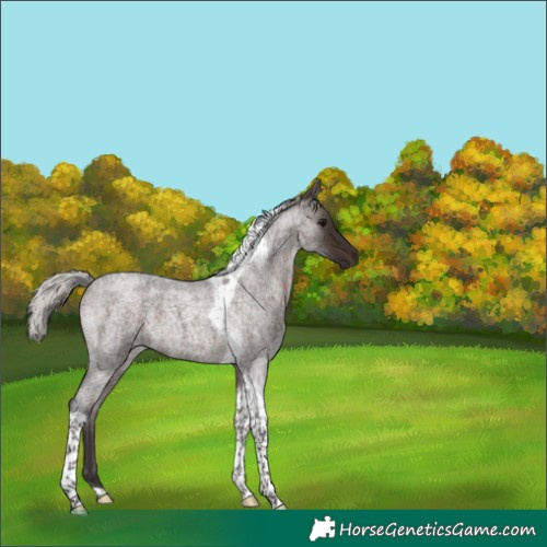 Horse Color:Silver Brown Roan Tobiano 
