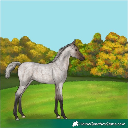 Horse Color:Silver Brown Roan Dun 
