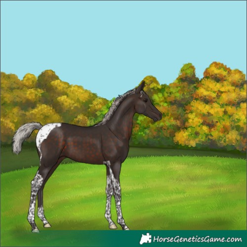 Horse Color:Silver Brown Tobiano 
