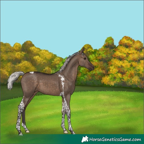 Horse Color:Silver Brown Dun Tobiano 