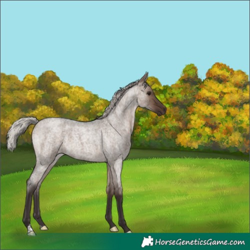 Horse Color:Silver Brown Roan Dun 