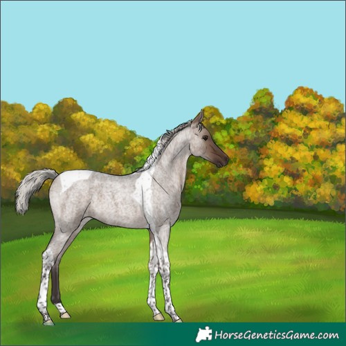 Horse Color:Silver Brown Roan Dun Tobiano 