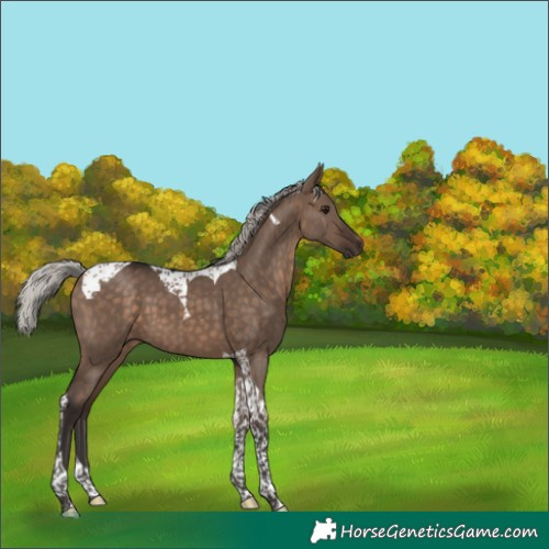 Horse Color:Silver Brown Dun Tobiano 