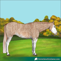 Horse Color:Red Dun Splash  and Red Dun Splash 