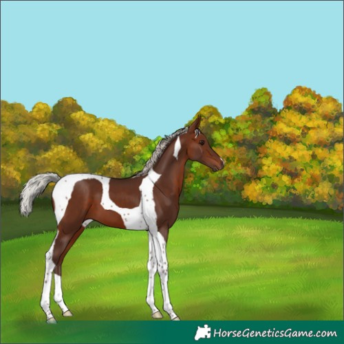 Horse Color:Silver Brown Tobiano 