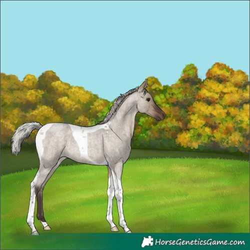 Horse Color:Silver Brown Roan Dun Tobiano 